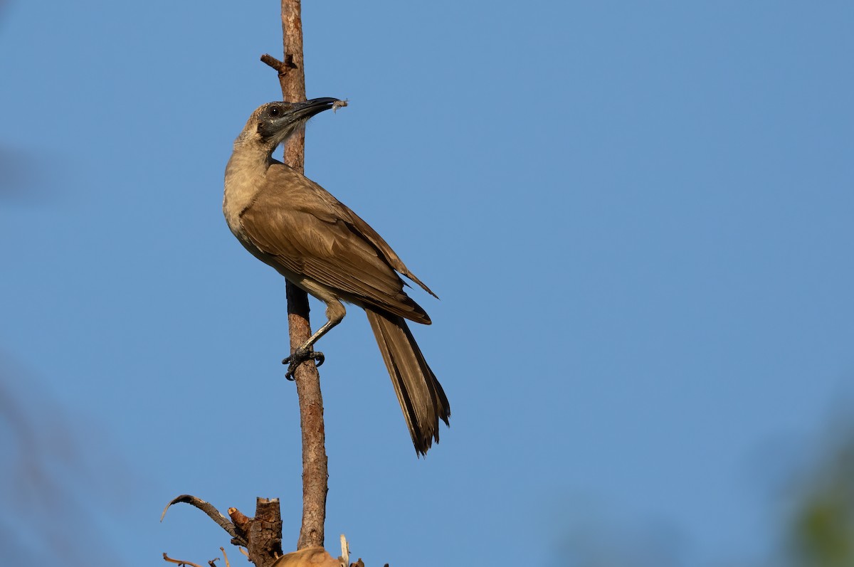 Little Friarbird - ML626561341