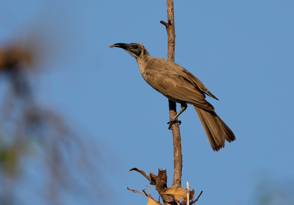 Little Friarbird - ML626561342