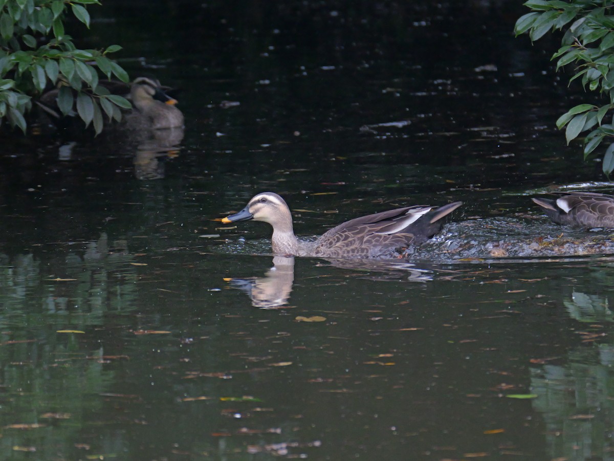 Eastern Spot-billed Duck - ML626561343