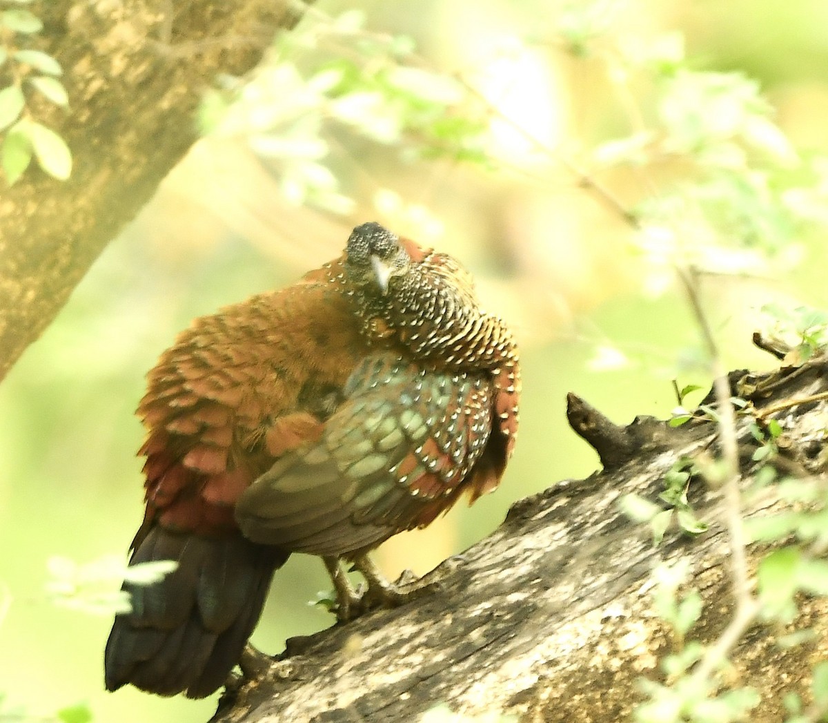 Painted Spurfowl - ML626561344