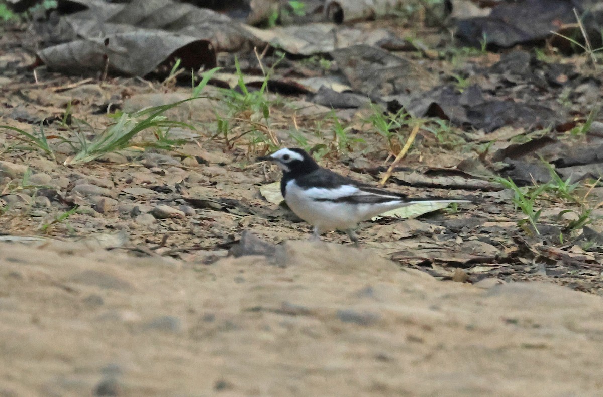 White Wagtail (Chinese) - ML626561346