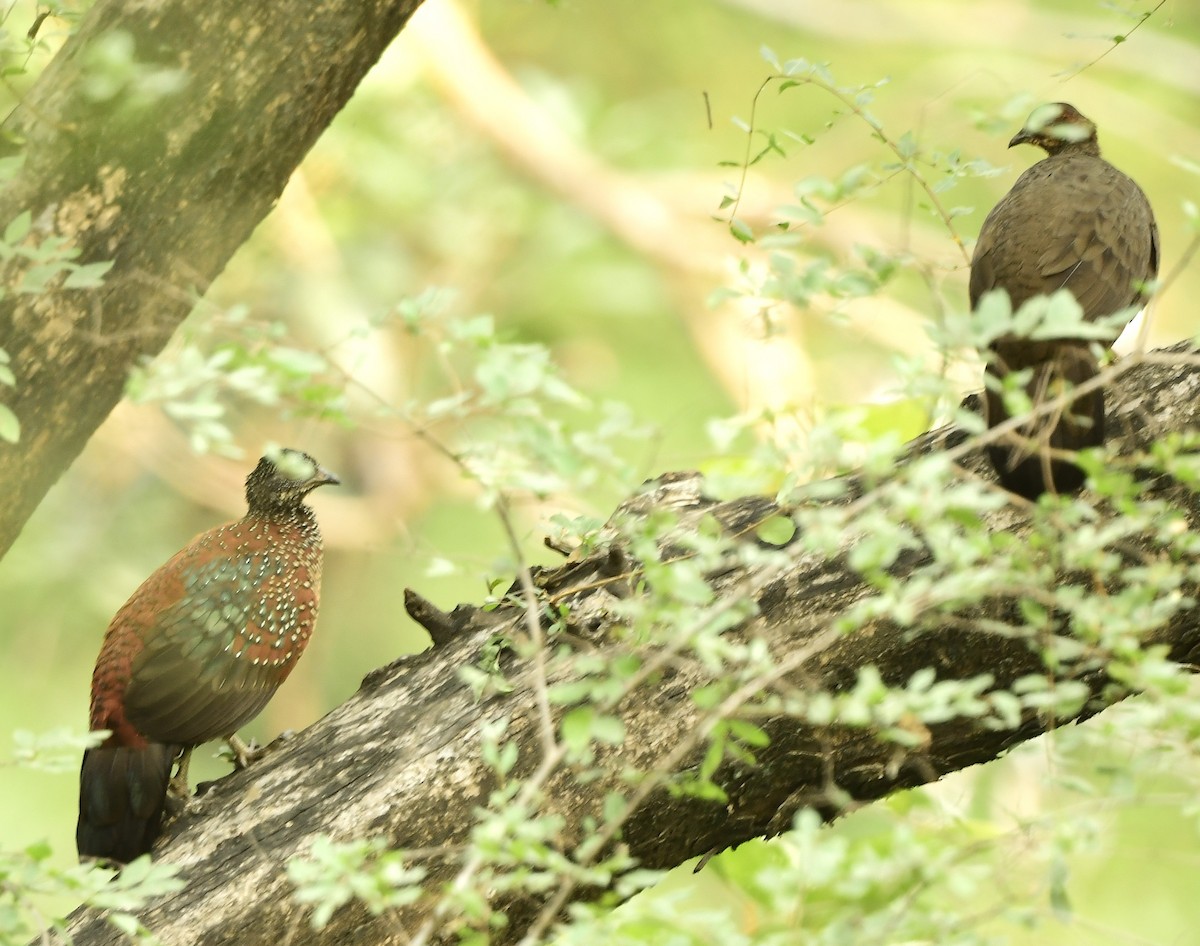 Painted Spurfowl - ML626561347