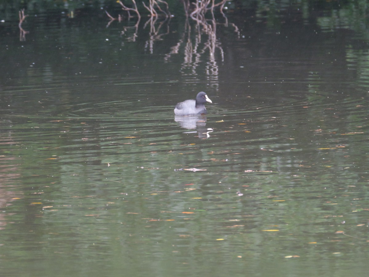 Eurasian Coot - ML626561351