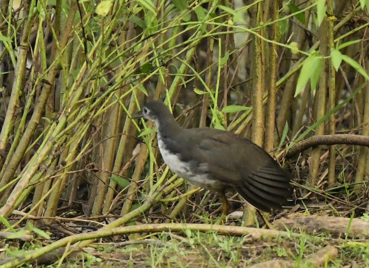 White-breasted Waterhen - ML626561355