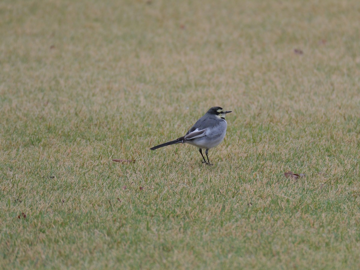 White Wagtail - ML626561356