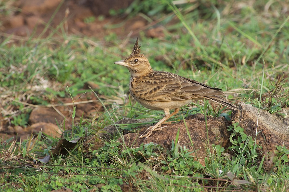 Malabar Lark - ML626561357