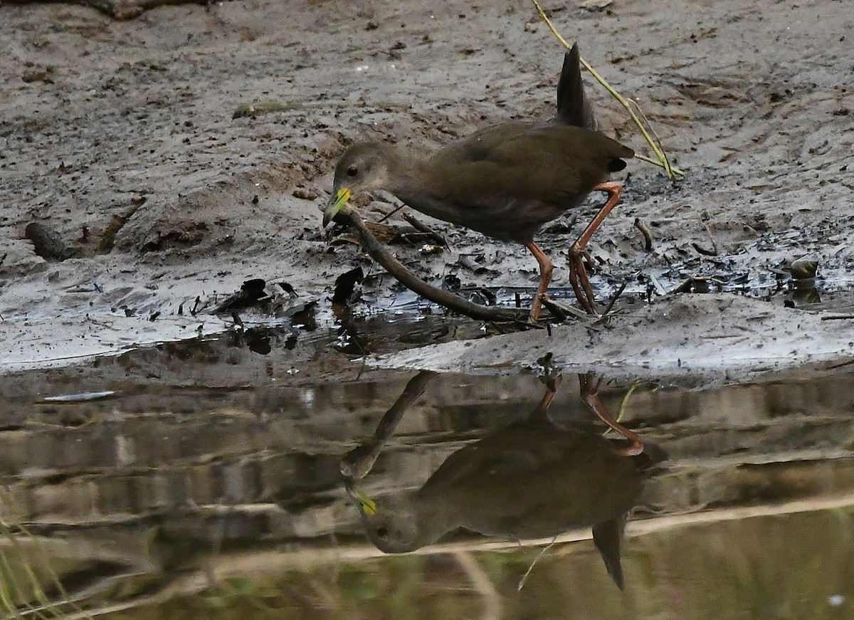 Brown Crake - ML626561359