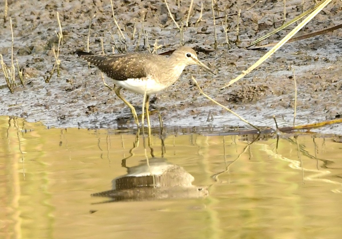 Green Sandpiper - ML626561360