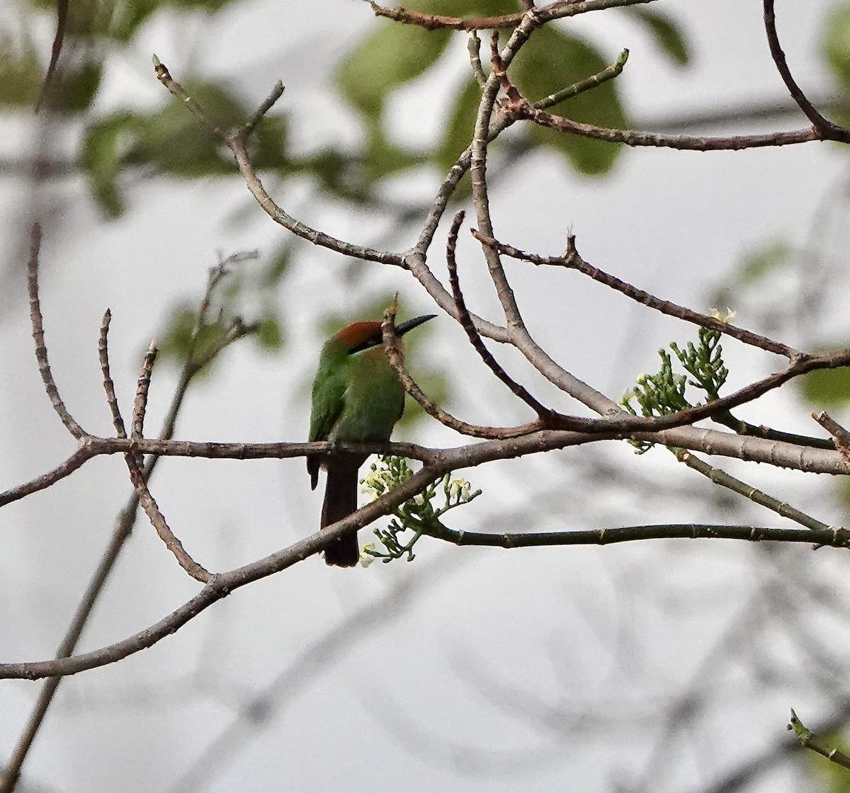 Böhm's Bee-eater - ML626561361