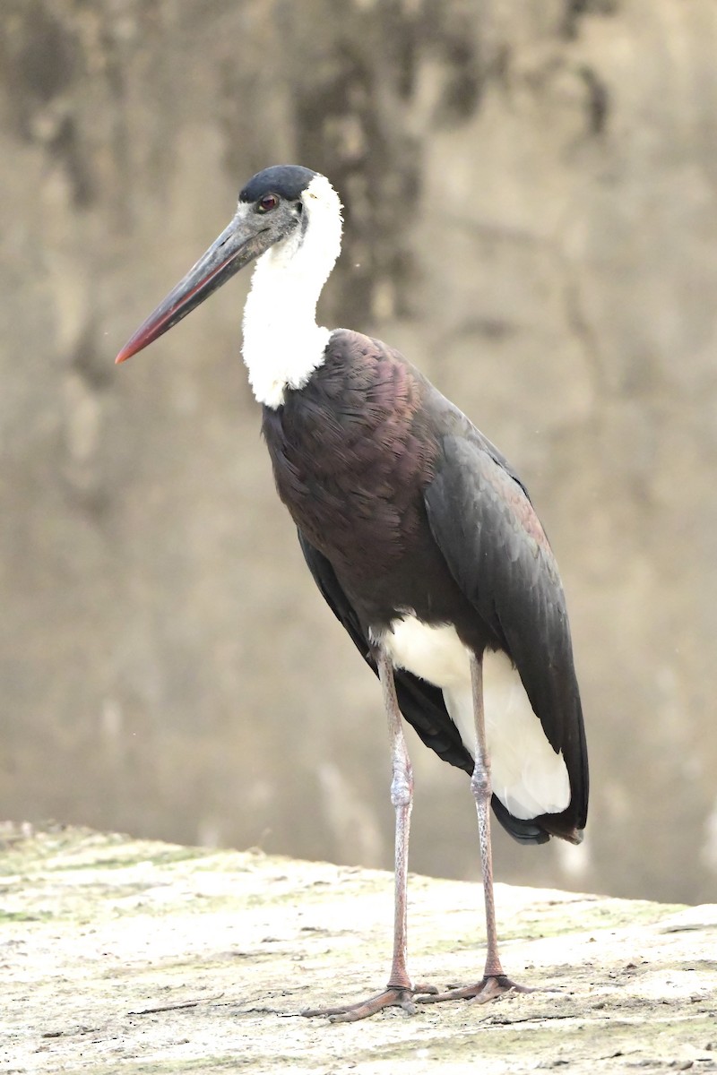 Asian Woolly-necked Stork - ML626561362