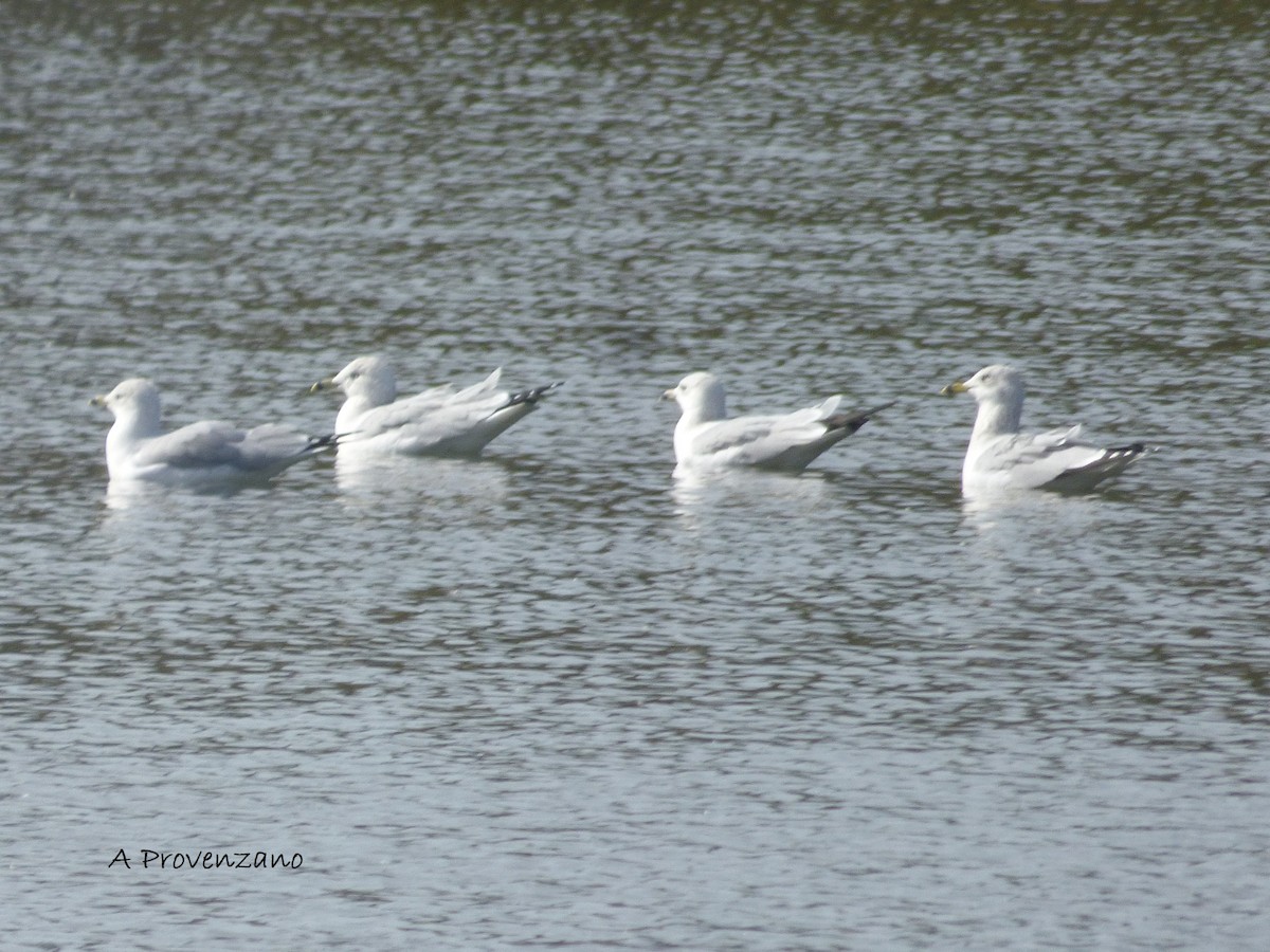 Ring-billed Gull - ML626561363