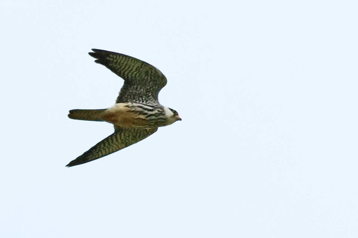 Amur Falcon - ML626561364