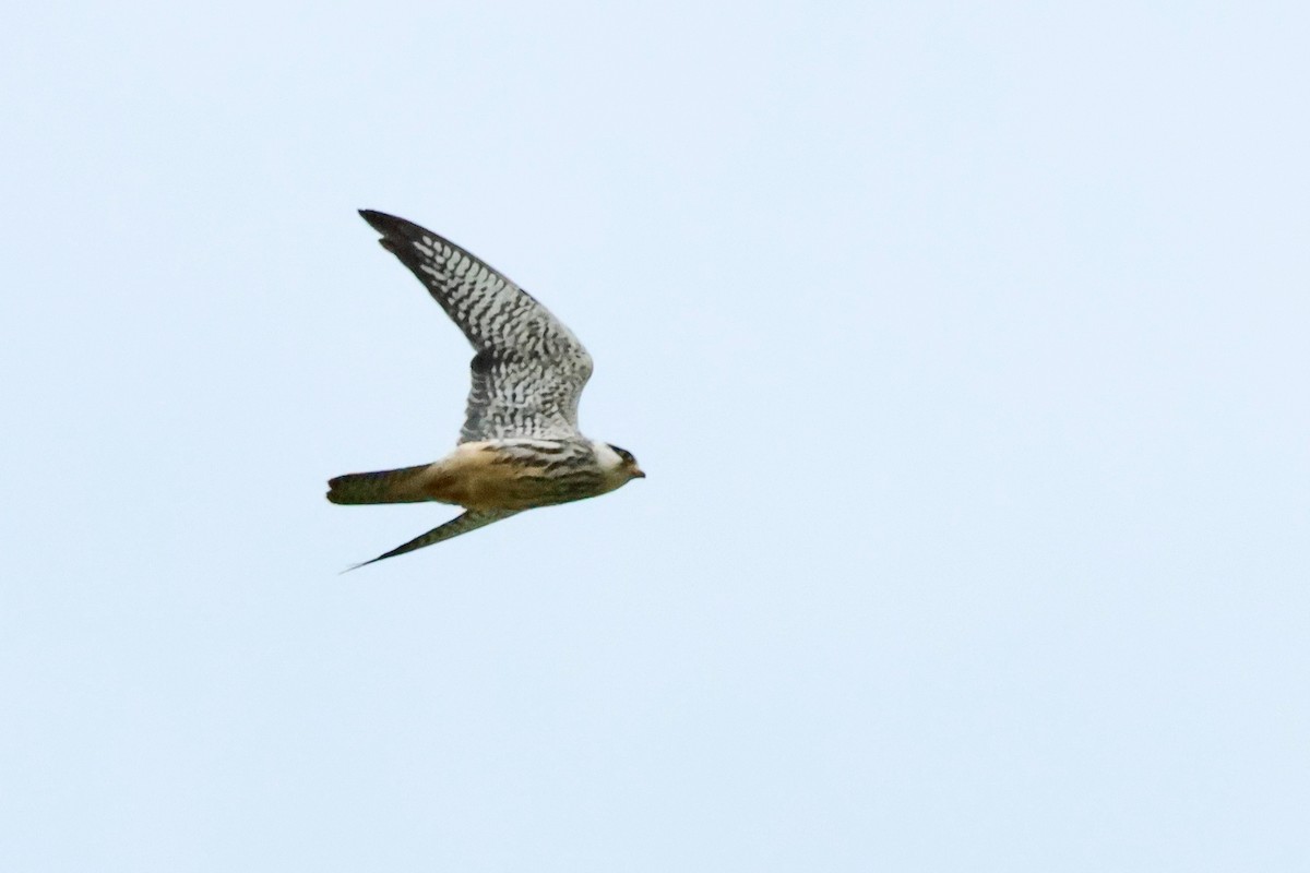 Amur Falcon - ML626561365