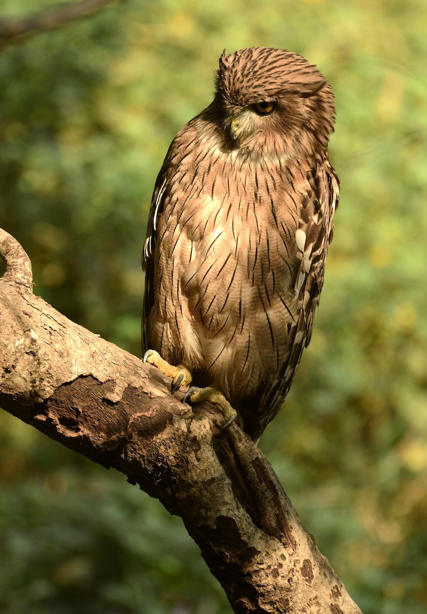 Brown Fish-Owl - ML626561386