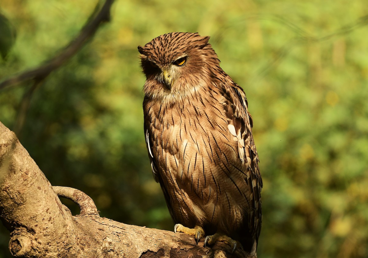 Brown Fish-Owl - ML626561387