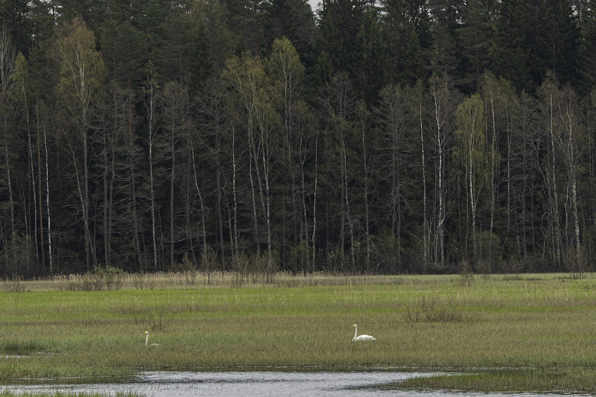 Whooper Swan - ML626561579