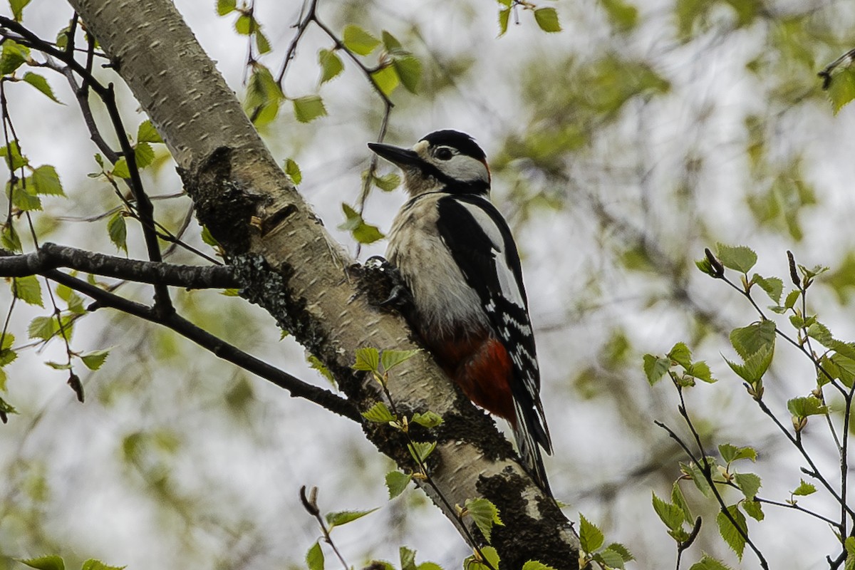 Great Spotted Woodpecker - ML626561595