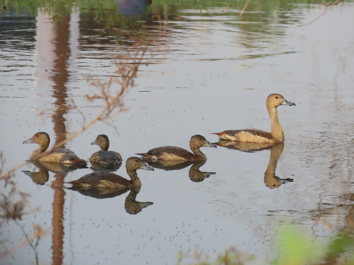 Lesser Whistling-Duck - ML626561616