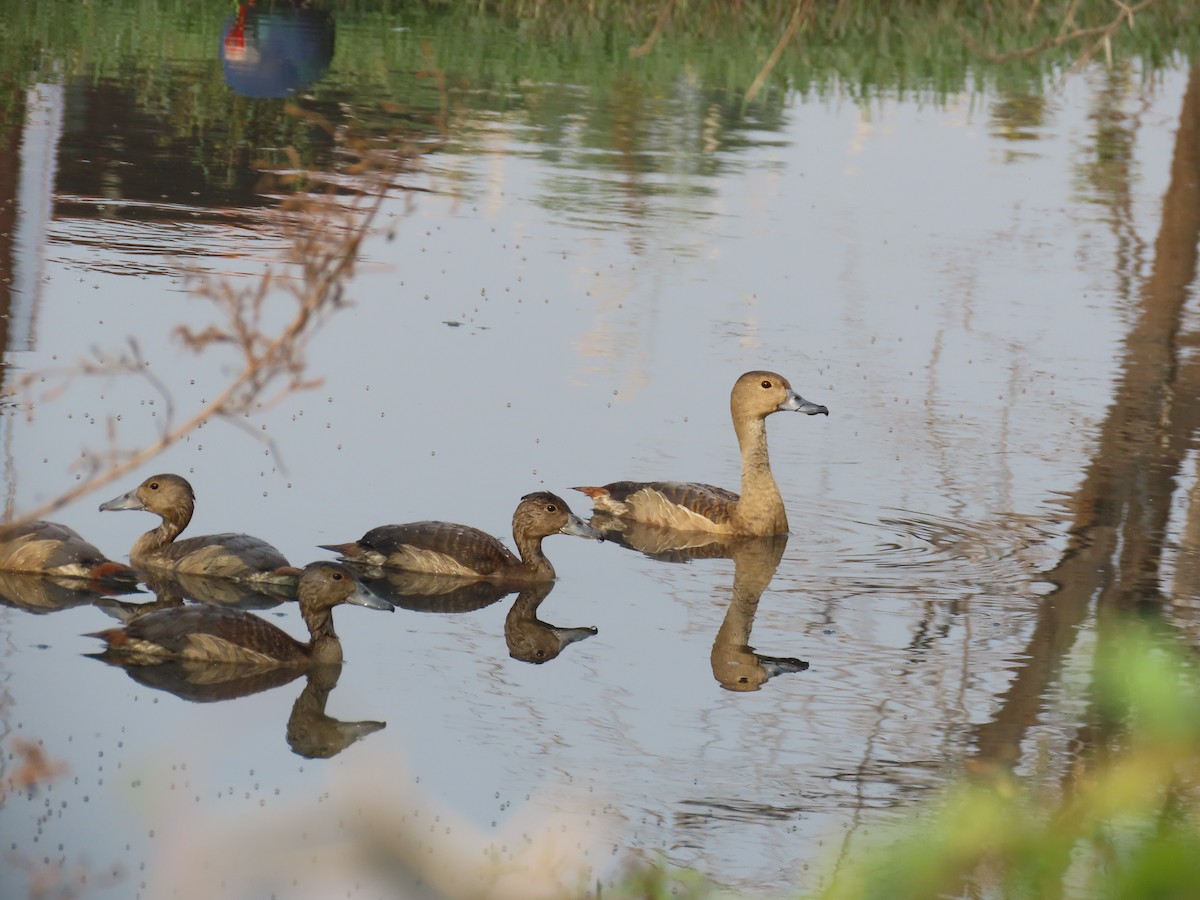 Lesser Whistling-Duck - ML626561617