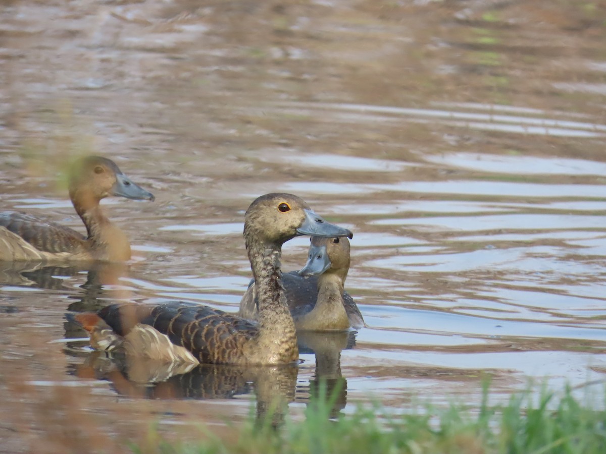 Lesser Whistling-Duck - ML626561618