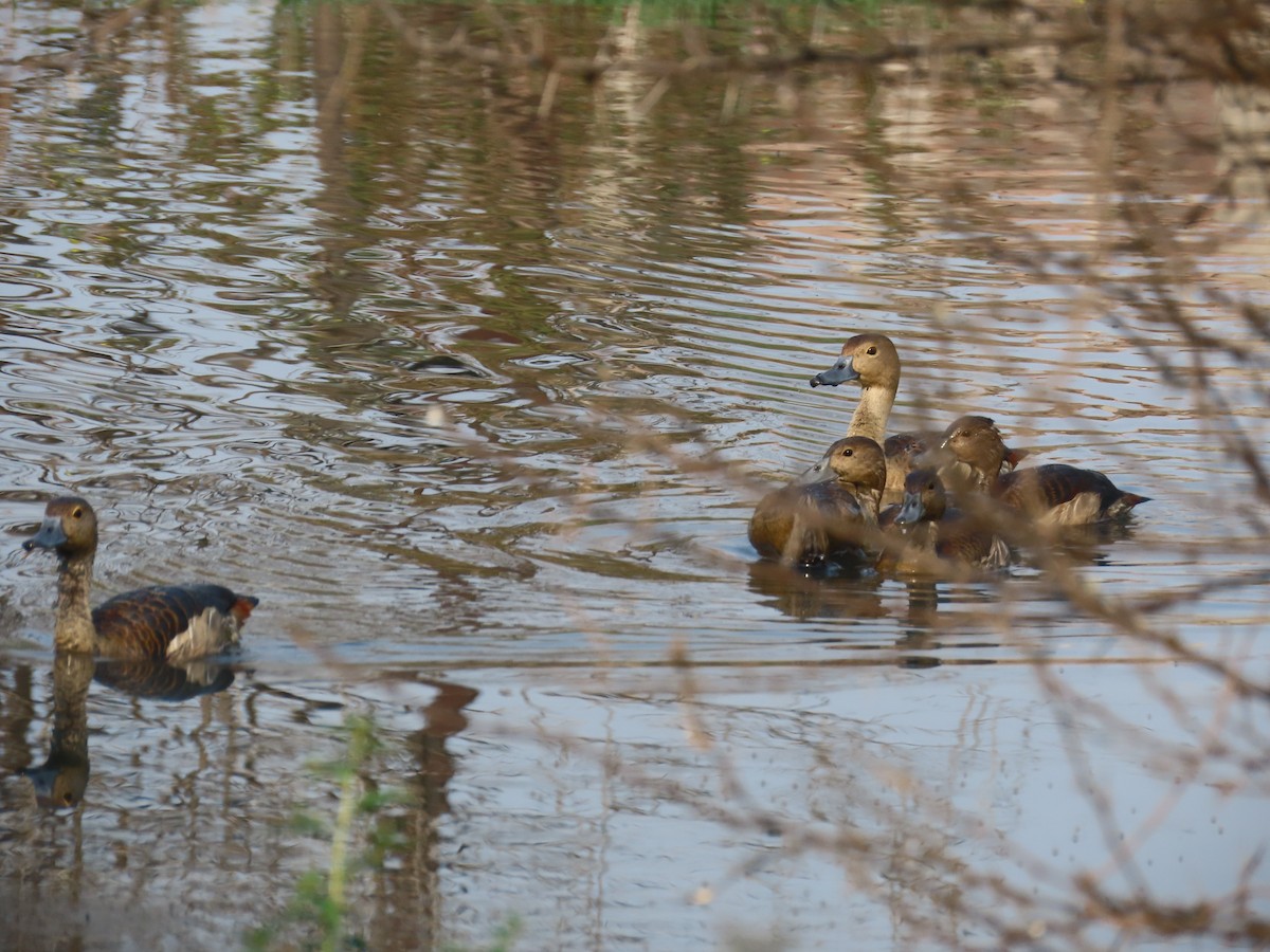 Lesser Whistling-Duck - ML626561619