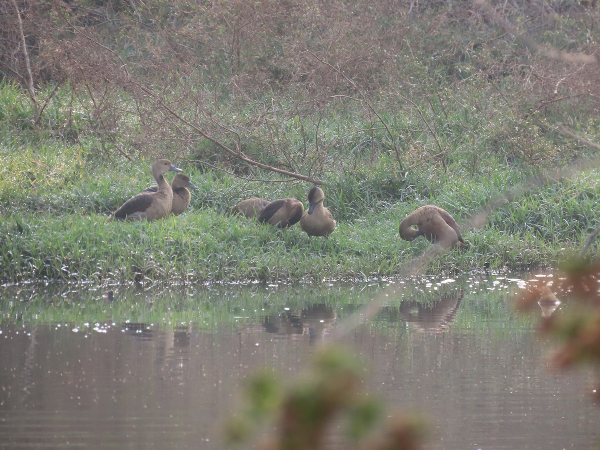 Lesser Whistling-Duck - ML626561621