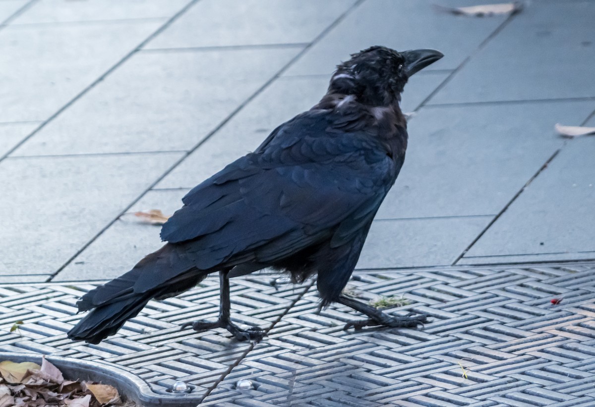 Large-billed Crow - ML626561622