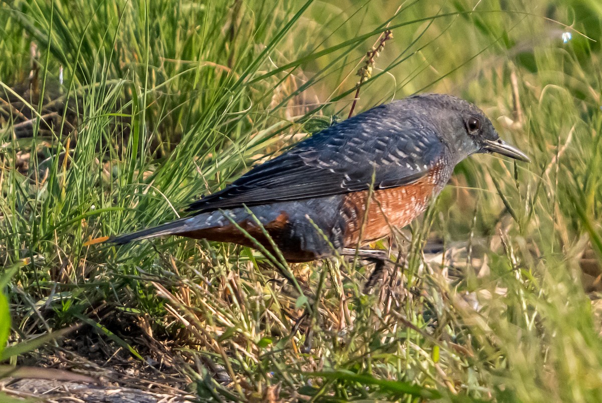 Passero solitario - ML626561633