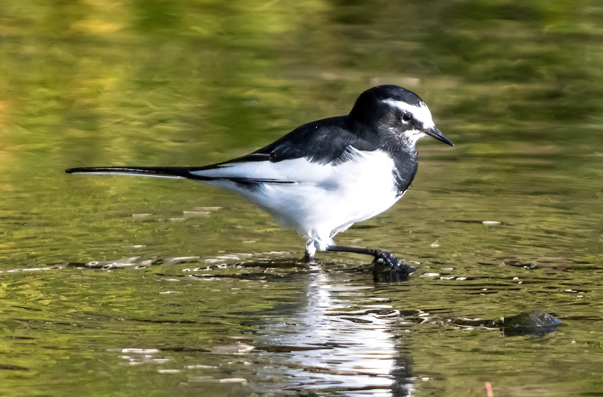 Japanese Wagtail - ML626561638