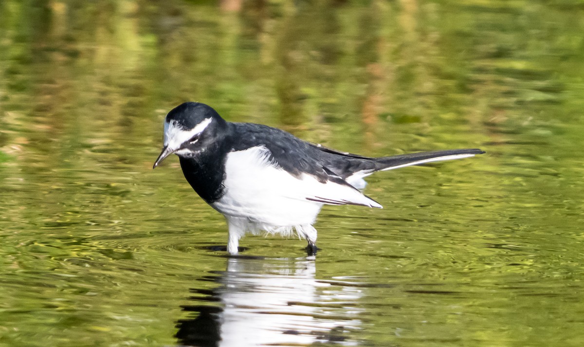 Japanese Wagtail - ML626561639