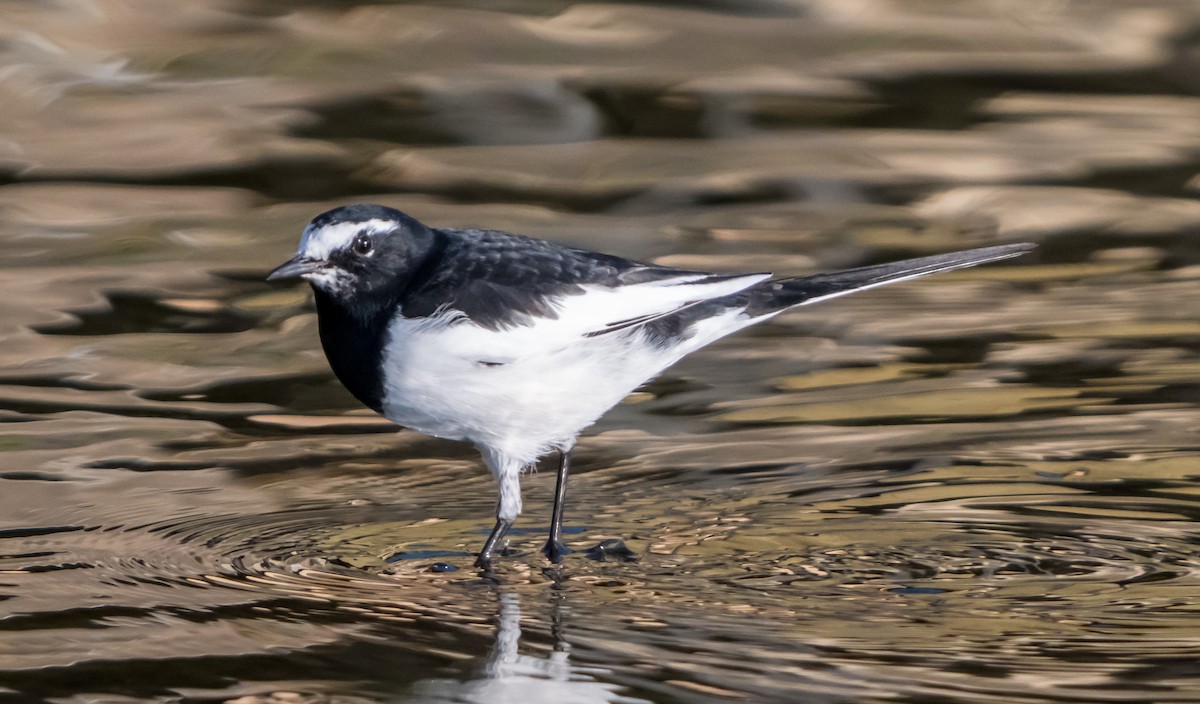 Japanese Wagtail - ML626561640