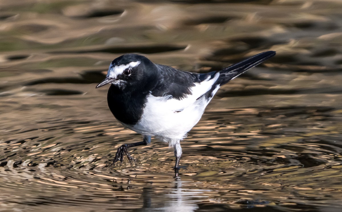 Japanese Wagtail - ML626561641