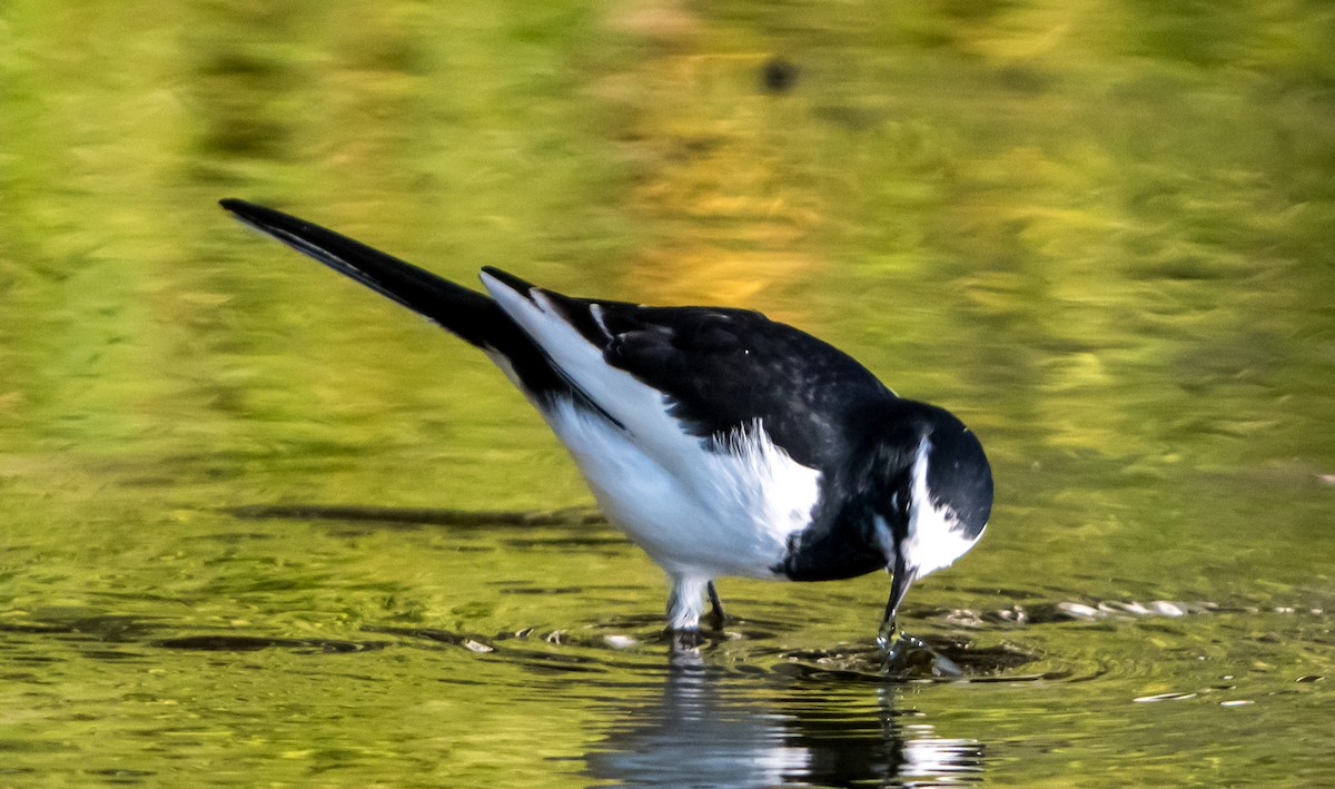 Japanese Wagtail - ML626561642