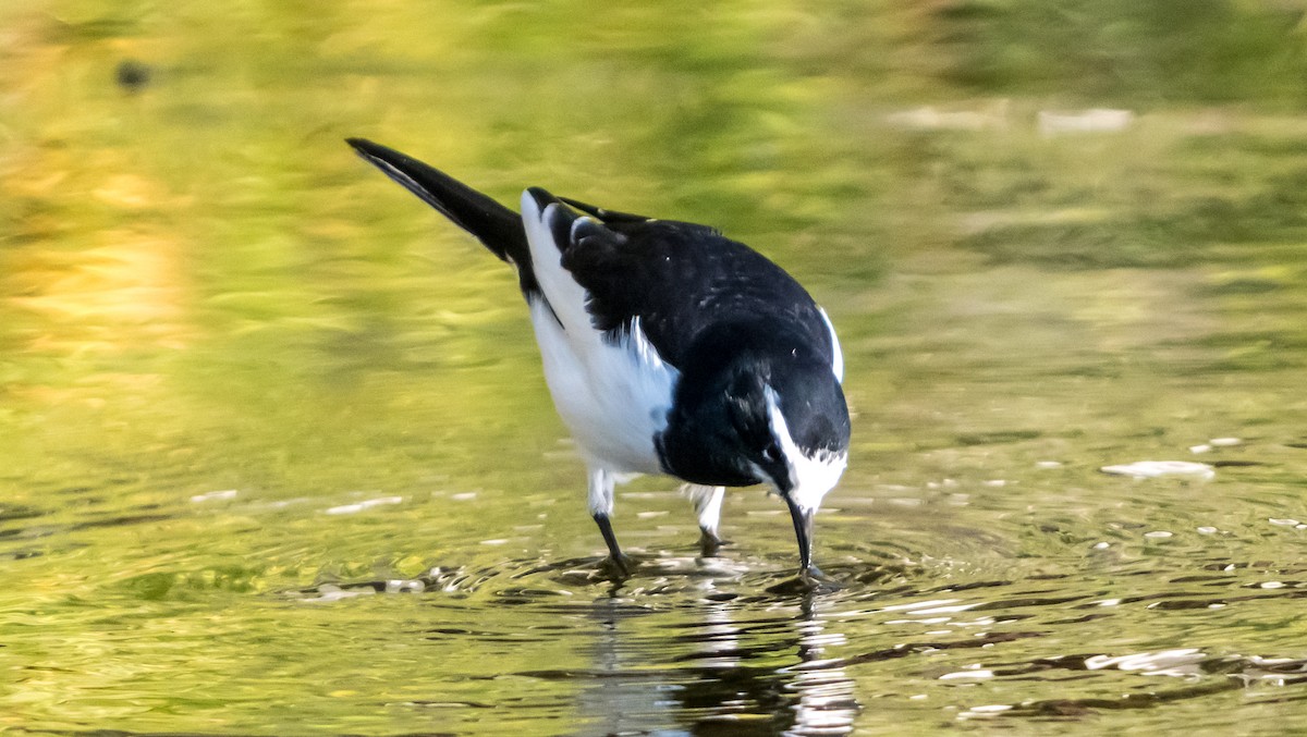 Japanese Wagtail - ML626561643