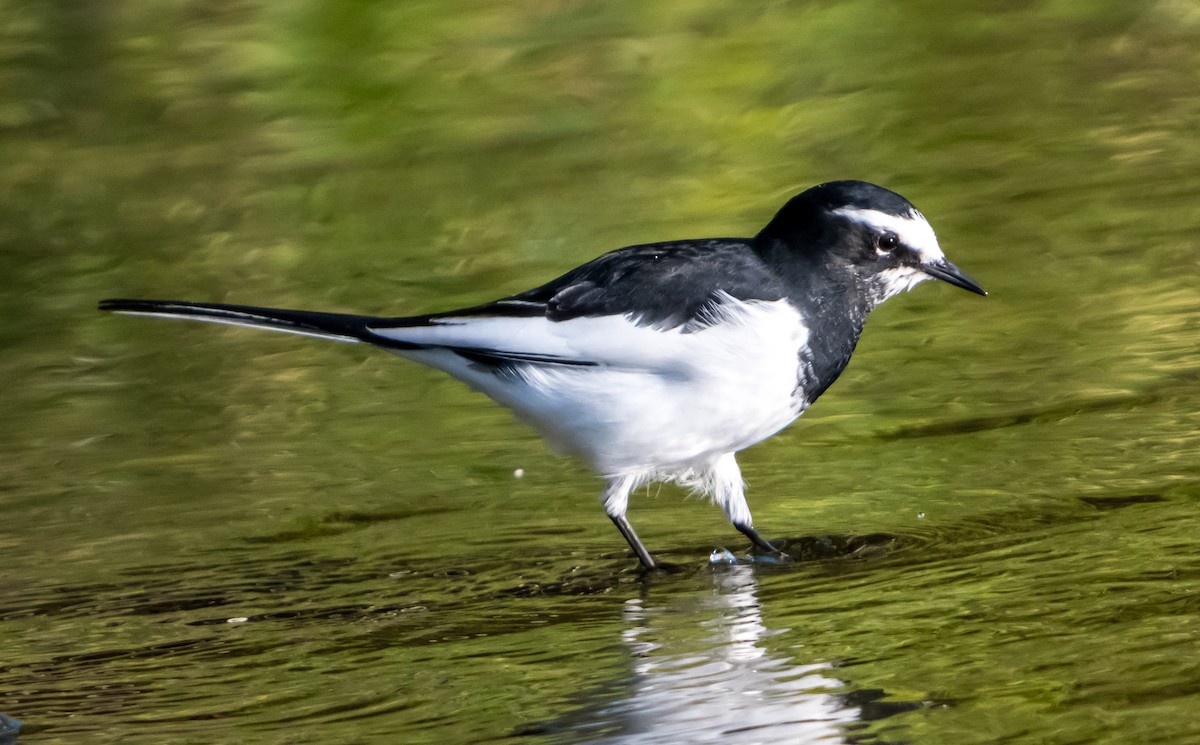 Japanese Wagtail - ML626561644