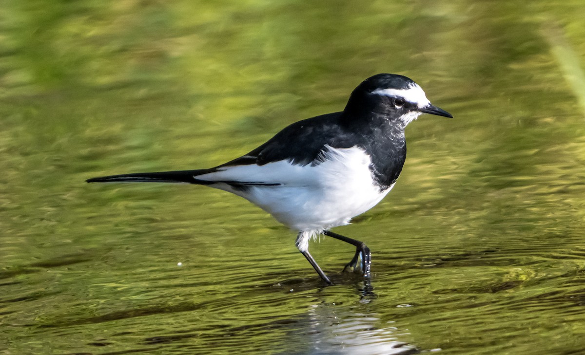 Japanese Wagtail - ML626561645