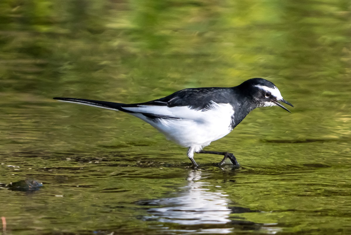 Japanese Wagtail - ML626561647