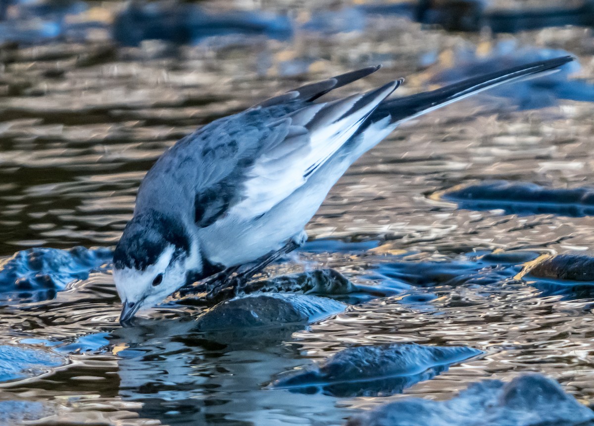 White Wagtail - ML626561655