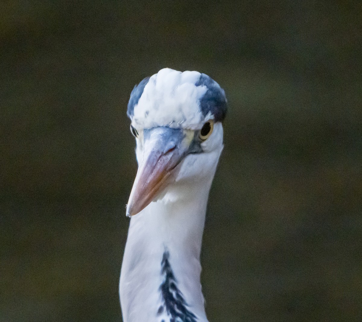 Gray Heron - ML626561681