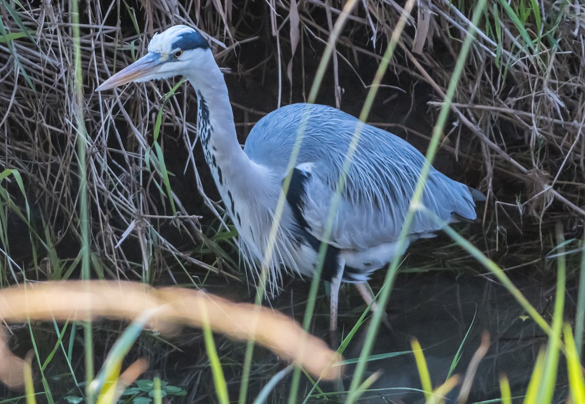 Gray Heron - ML626561682
