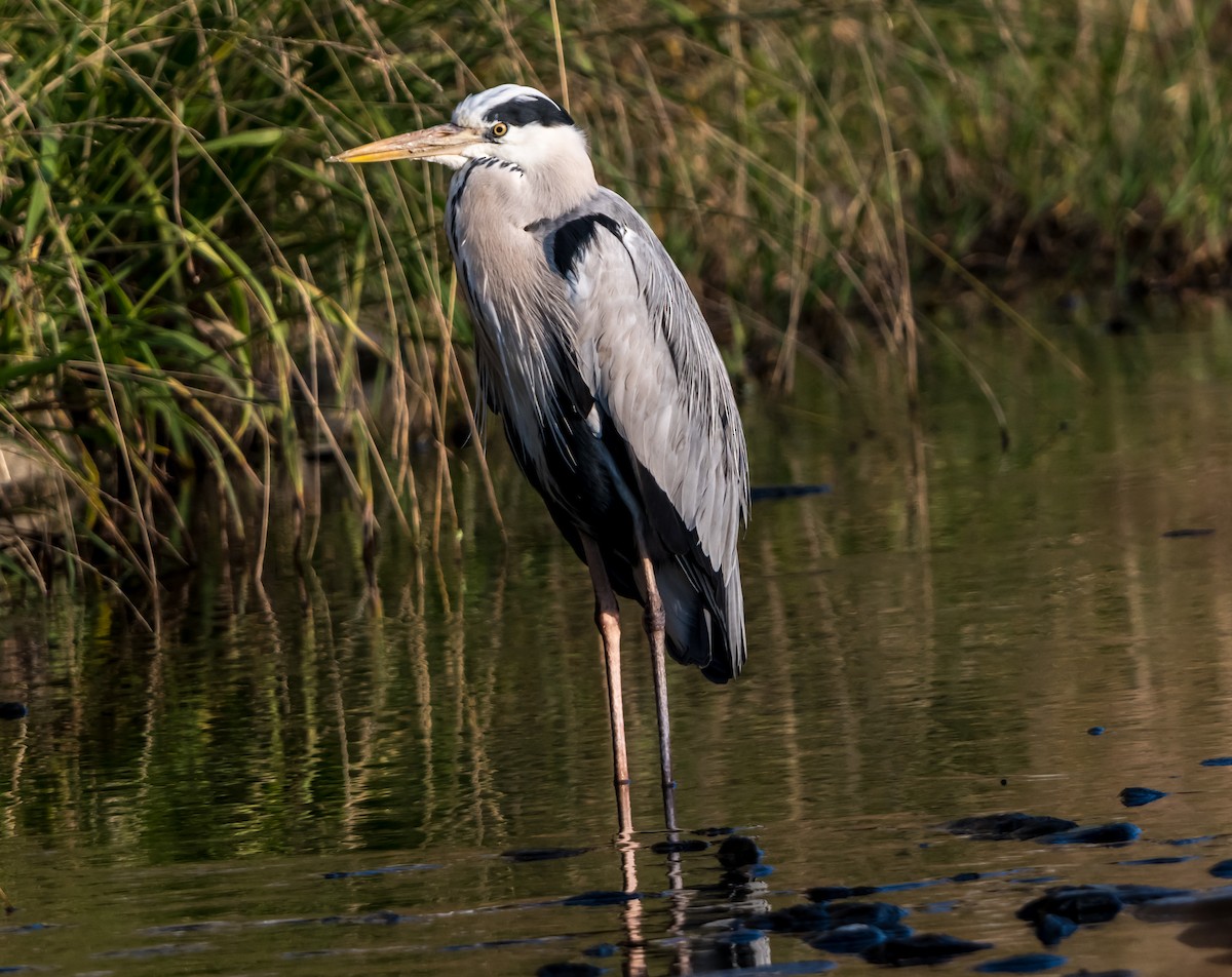 Gray Heron - ML626561683