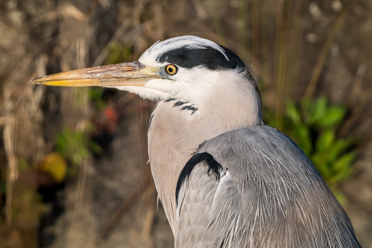 Gray Heron - ML626561712