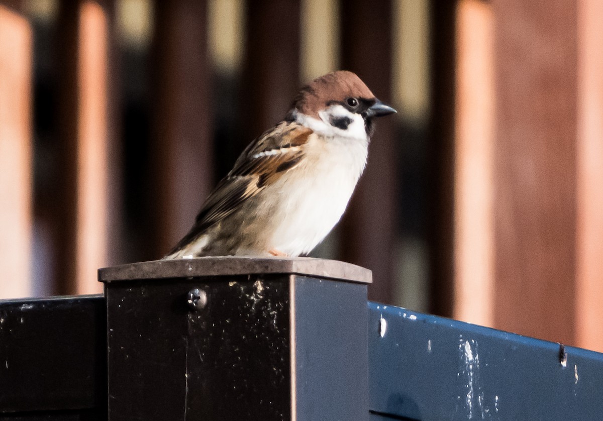 Eurasian Tree Sparrow - ML626561737