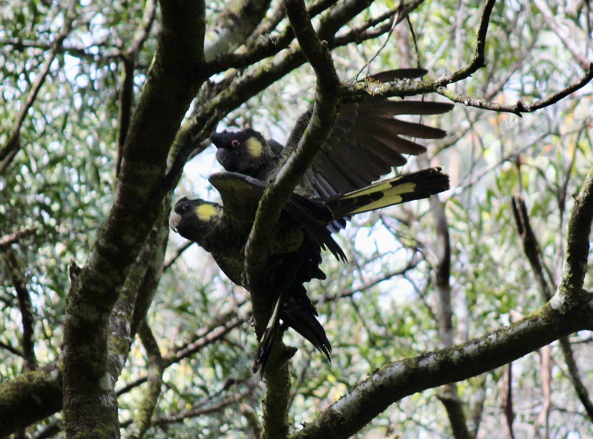 Yellow-tailed Black-Cockatoo - ML626561745