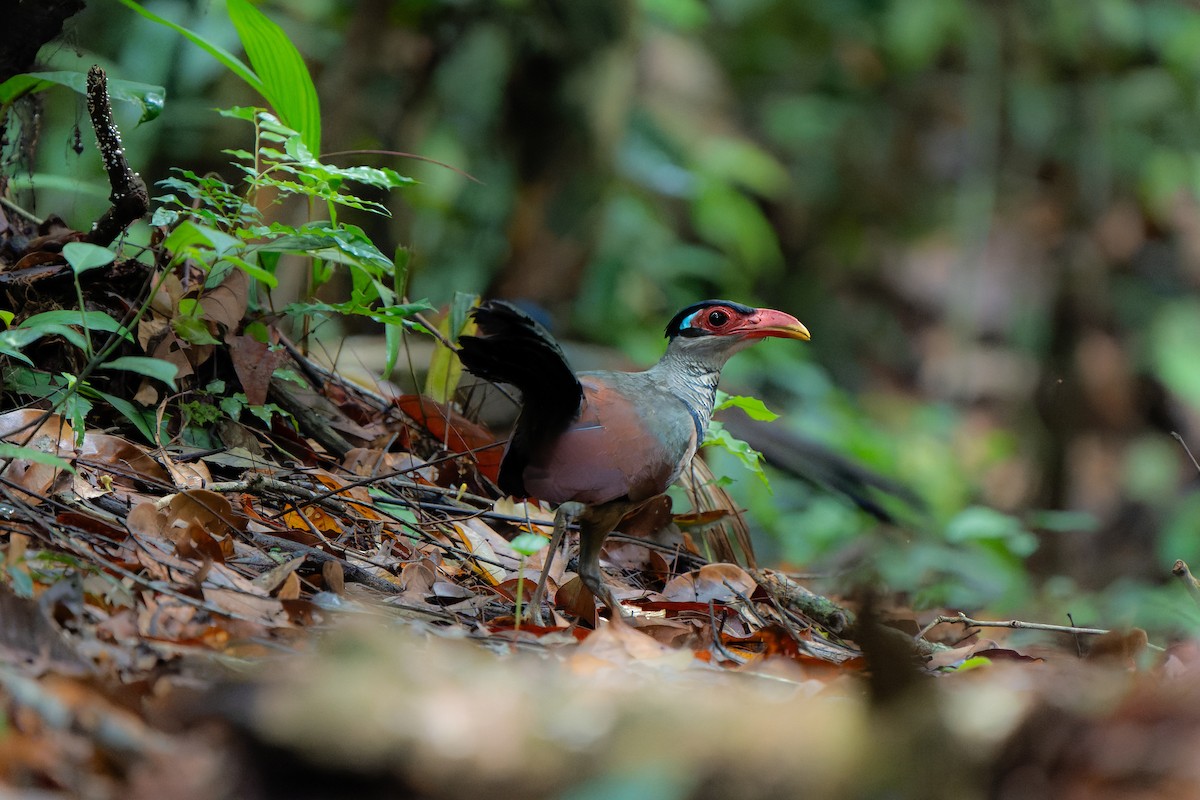 アカハシアメリカジカッコウ - ML626562150