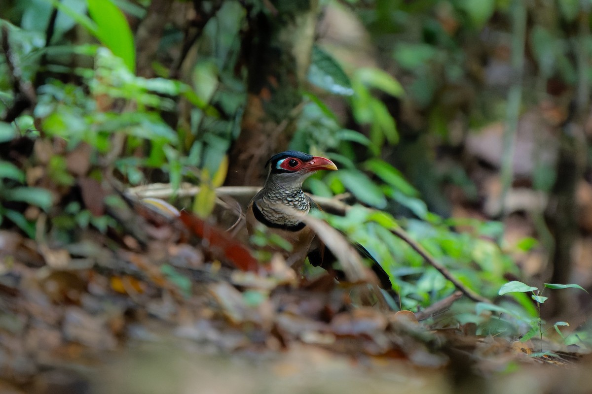 アカハシアメリカジカッコウ - ML626562152