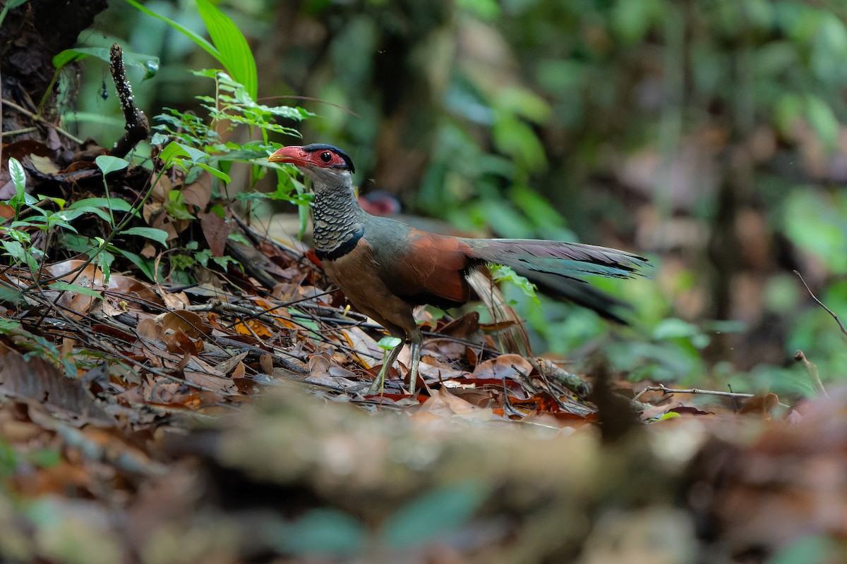 アカハシアメリカジカッコウ - ML626562153