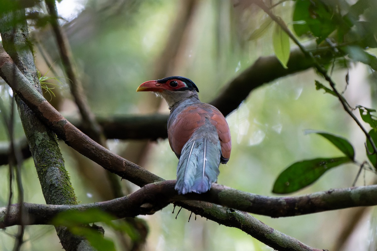 アカハシアメリカジカッコウ - ML626562154
