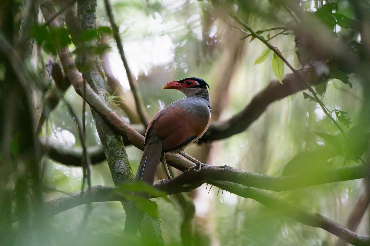 アカハシアメリカジカッコウ - ML626562155