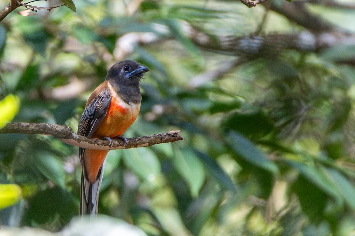 trogon indický - ML626562503
